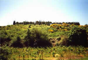 tdlicher Urwald